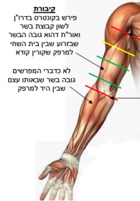 Tefillin shel yad placement.png