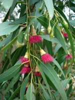 Eucalyptus.jpeg