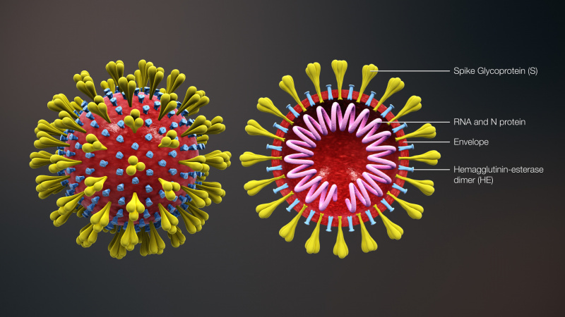 File:3D medical animation corona virus.jpg