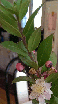 Hadas With Berries.gif